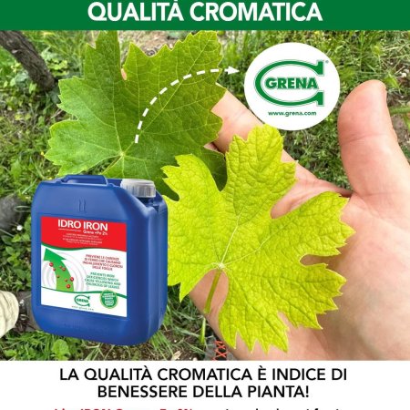 CLOROSI FERRICA: come riconoscerla e contrastarla! La clorosi ferrica è