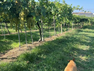 Checken Sie meine Finca persönlich mit dem System von Riego
