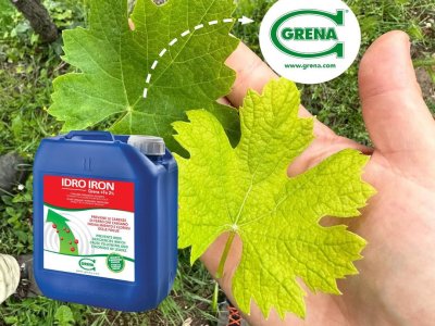 Chlorosis Ferrica: how to recognize it and contrast it! Ferric