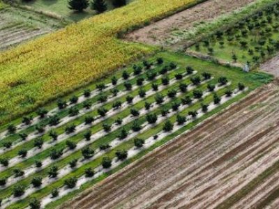 Concimazione di base delle nocciole con il fertilizzante Grena Star