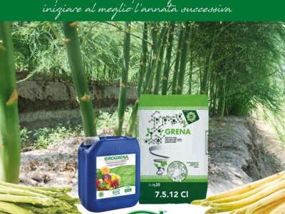 Dopo la raccolta degli #asparagi è importante intervenire con una