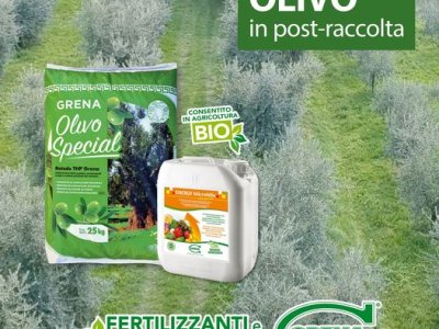 Es ist Zeit, über die Nacherntedüngung für den OLIVENBAUM nachzudenken!