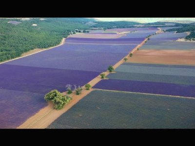 GRENA Lavendel in der Provence