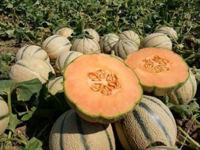 Growing consumption for the melon, in the face of insufficient