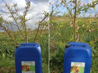 IDROGRENA: يحتوي على المواد التالية : Polyamines naturels + Ca+Fer+B+Mg+Mn+Cu