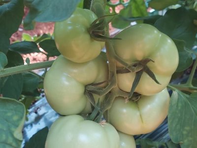 Il pomodoro è una pianta delicata da condurre sul piano