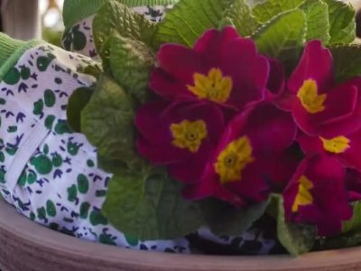It's time for transplants! Prepare and fertilize your vegetable garden,