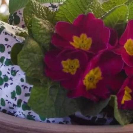 It's time for transplants! Prepare and fertilize your vegetable garden,