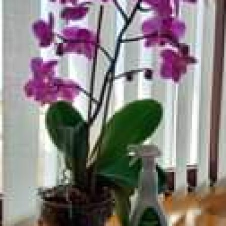 Potrebbe essere un'immagine raffigurante orchidea vanda