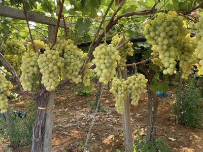 Les vendanges ont commence et vous pouvez voir et surtout