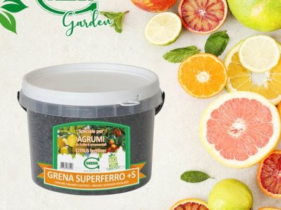 Limoni, mandarini, aranci, lupini PRENDITI CURA DEGLI AGRUMI IN VASO