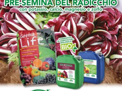 PRE SEEDING FERTILIZATION of RADICCHIO! In the summer months it is