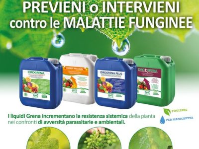 PREVENT or INTERVENE against FUNGAL DISEASES with Grena Biostimulant fertilizers