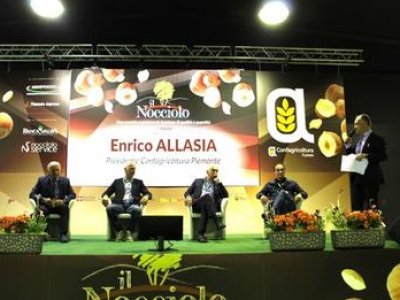 Piemontesischer Haselnussanbau, der immer mehr auf die Ernährung des Bodens