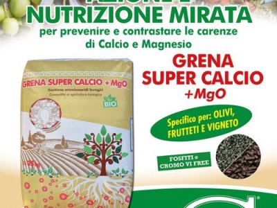 Post harvest fertilization allows for the absorption of substances that will