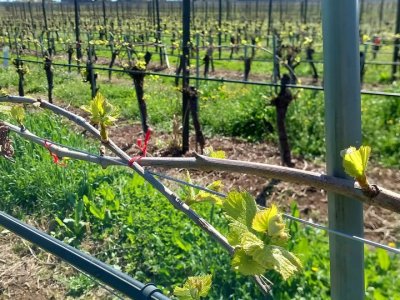 RECUPERACION DE PRIMAVERA EN CURSO pero tambien riesgo de HELADOS