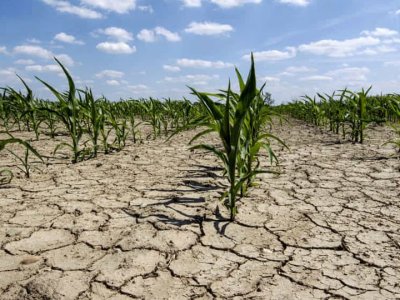 Reduziert Dürre wirklich die Wasserinfiltration in den Boden? Kommentar zum