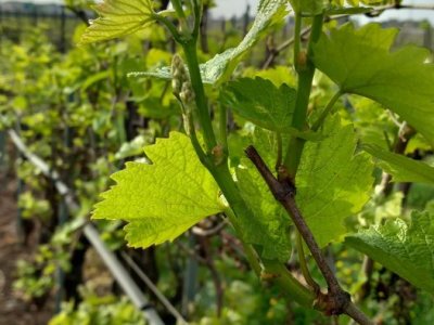 Ripresa vegetativa in corso!!! Vigneto di Chardonnay concimato a Gennaio