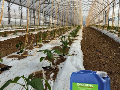 Serra Peppers: ¡La clave para un crecimiento saludable y exuberante!
