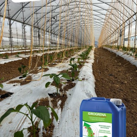 Serra peppers: the key to healthy and lush growth! You