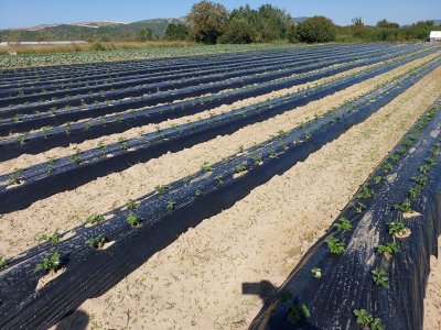 Sono state messe a dimora le nuove piantine di fragole