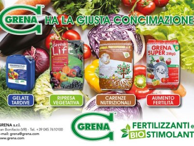 Spätfröste? Vegetativer Neustart? Mangelernährung? Erhöhte Fruchtbarkeit?