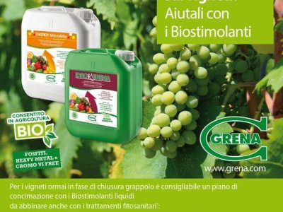 Stress da caldo sui vigneti Aiutali con i biostimolanti Grena