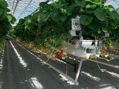 Technischer Besuch von Erdbeerproduzenten in Belgien!