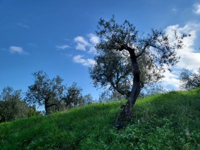 Today our technicians are in Perugia visiting the FARCHIONI olive