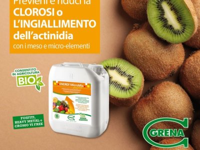 Verhindern und reduzieren Sie die CHLOROSE oder VERGELBUNG von Actinidien