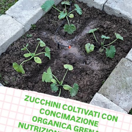 ZUCCHINI COLTIVATI CON CONCIMAZIONE ORGANICA GRENA: NUTRIZIONE NATURALE E SOSTE...