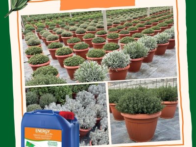 a root plorifying action and stress reduction on aroma plants...