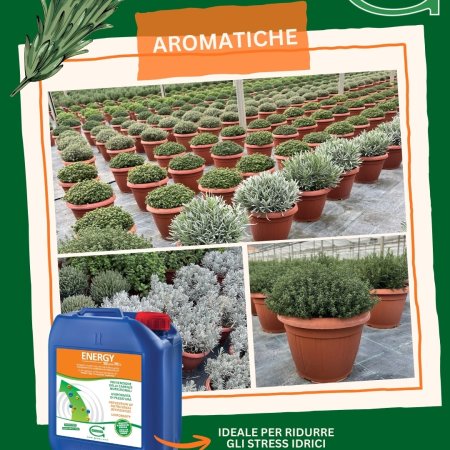 a root plorifying action and stress reduction on aroma plants...