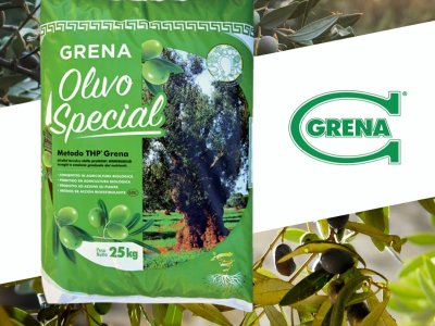 eine gute nacherntedüngung des olivenbaums garantiert eine hervorragende erholung...