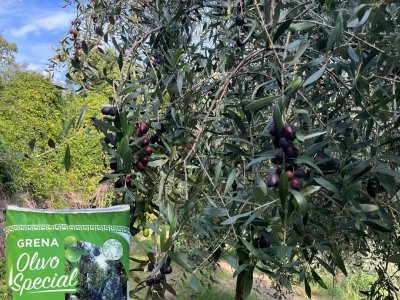 enhancing the resilience of olive groves means supporting agricultural income...