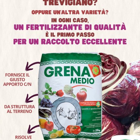 from the moment they wanted to transplant the radicchio seedlings,