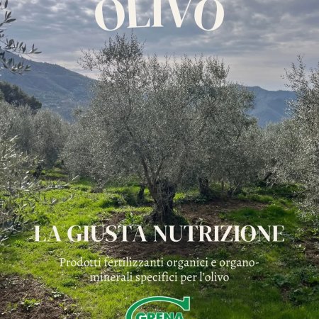 gli oliveti italiani sono spesso situati in terreni collinari, poco