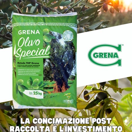 good post harvest fertilization of the olive tree guarantees excellent recovery...