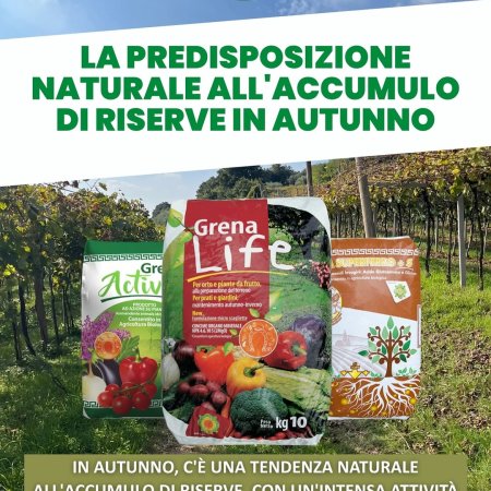 las plantas, en otoño, aprovechan este período para almacenar energía...