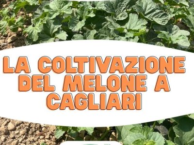 l’esigenze della coltivazione del melone a pieno campo in provincia