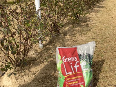 mit Beginn des Herbstes in Kroatien düngen wir mit #grenalife