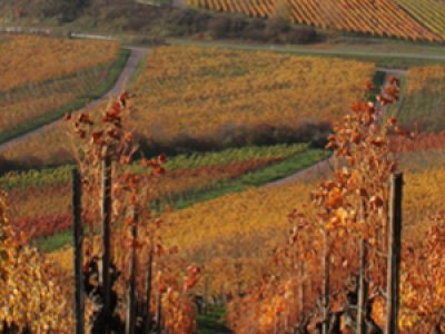 news post vendemmia