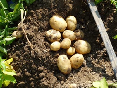 news test patate