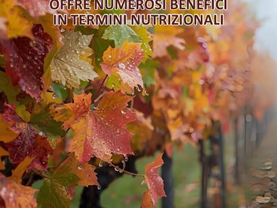 organic fertilizers in autumn. these types of fertilization enrich the...