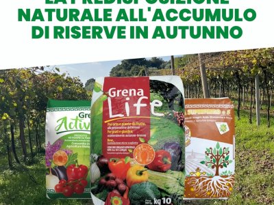 pflanzen nutzen diese zeit im herbst, um energie zu speichern...