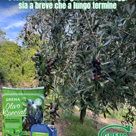 potenziare la resilienza degli oliveti significa supportare il reddito agricolo