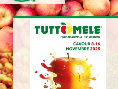 the apples of cavour and the surrounding municipalities are much