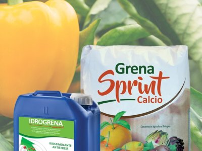 una gestione di allevamento è importante, ma la nutrizione fa
